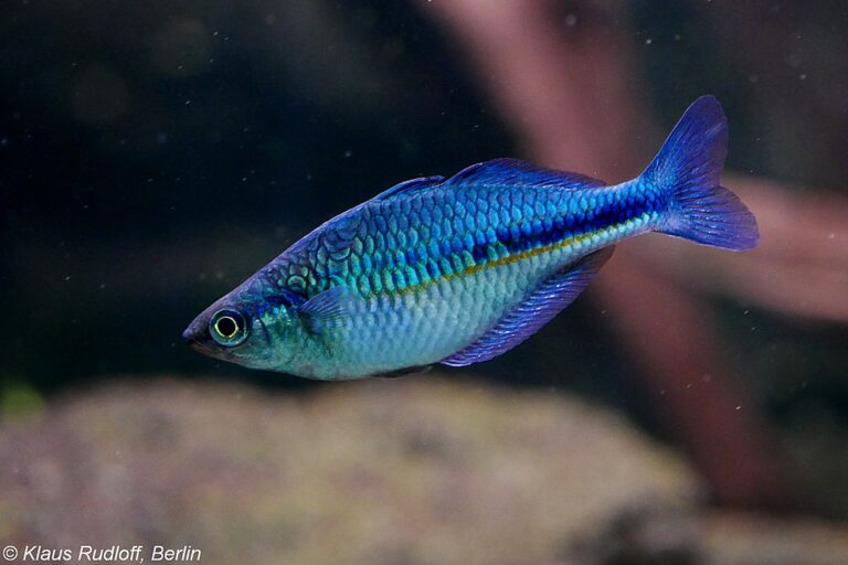 Rainbowfish Melanotaeniidae Comprehensive Care Guides Ideal Tank