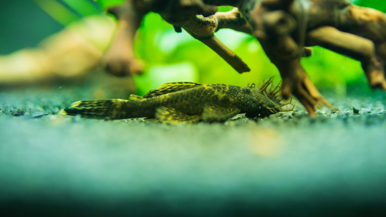 Bristlenose Plecos Ancistrus Complete Care Guides Tank Mates Faqs