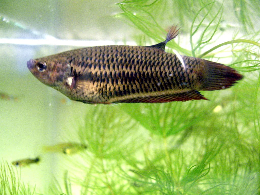 Female Betta Fish