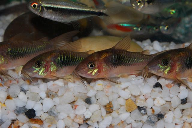 Corydoras Catfish (Corydoras): Complete Care Guides, Tank Mates, FAQs