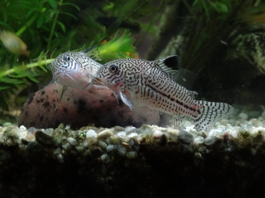 Corydoras Catfish (Corydoras): Complete Care Guides, Tank Mates, FAQs