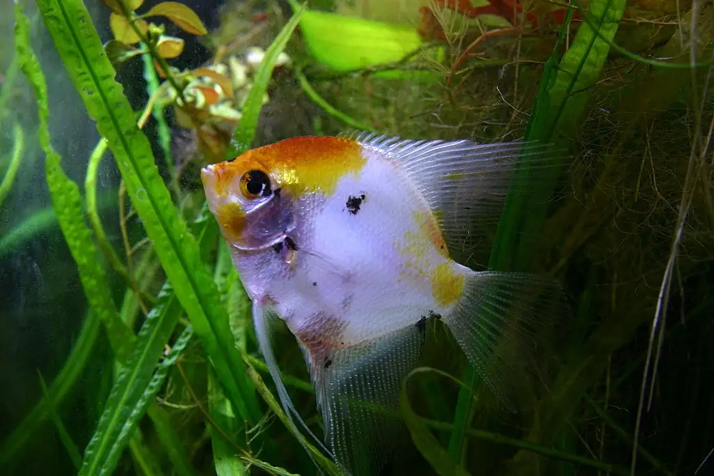 Angelfish (Pterophyllum): Complete Care Guides, Tank Mates, FAQs