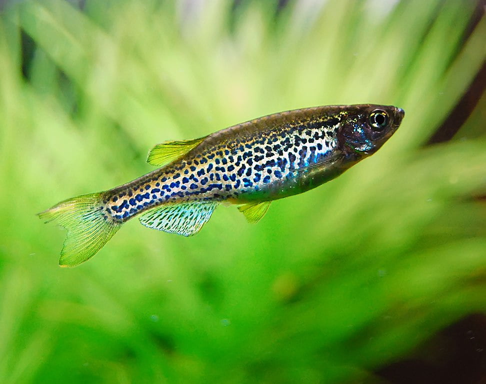 Zebra Danios (Danio rerio): Comprehensive Care Guides, Tank Mates, FAQs