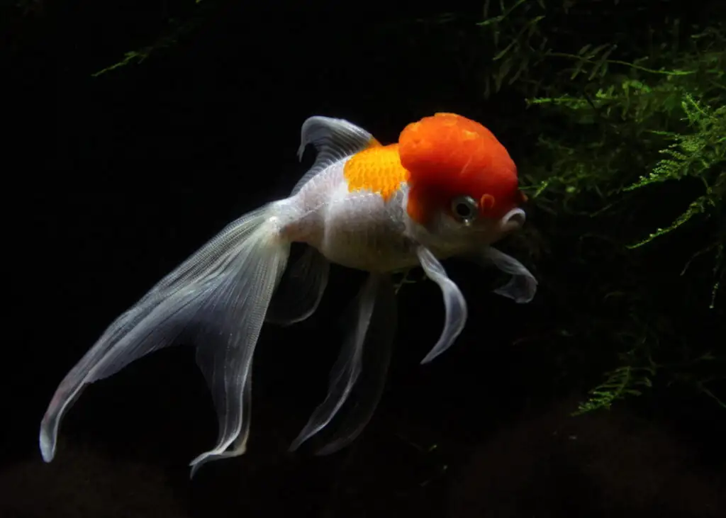 Lionhead Goldfish