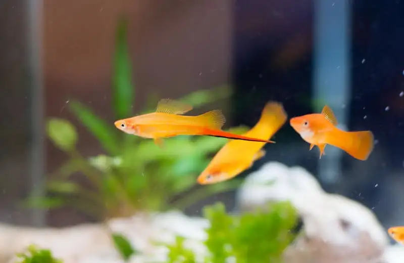 Swordtail Fish (Xiphophorus hellerii): Complete Care Guides, Tank Mates, FAQs