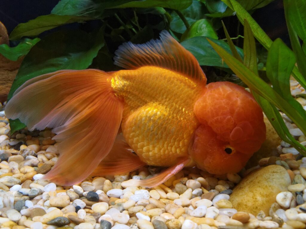 Oranda Goldfish