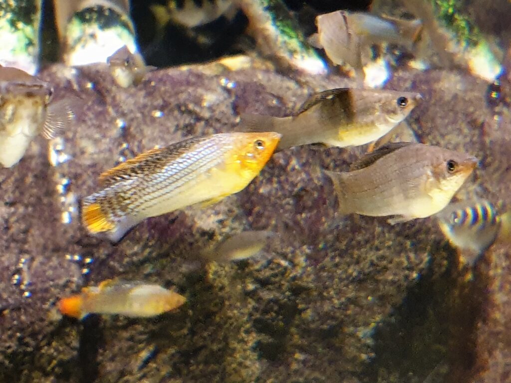 Molly Fish (Poecilia sp.): Complete Guide to Care, Tank Mates, and FAQs