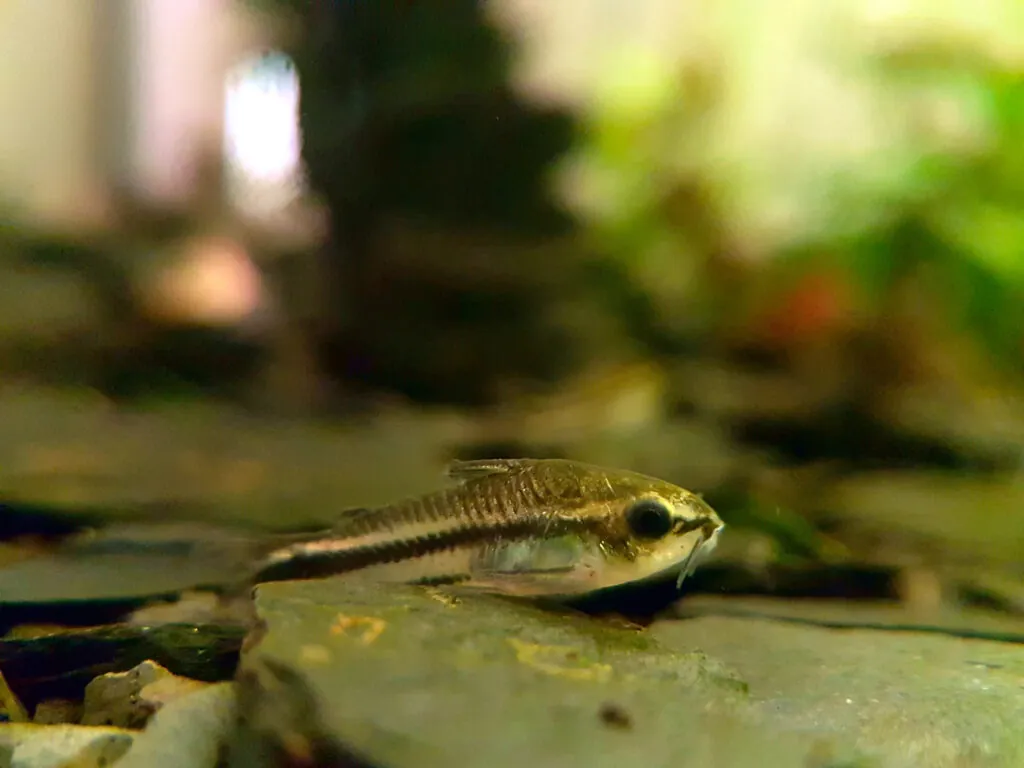 Pygmy Corydora (Corydoras pygmaeus)