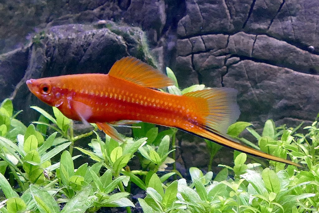 Swordtail Fish (Xiphophorus hellerii): Complete Care Guides, Tank Mates, FAQs