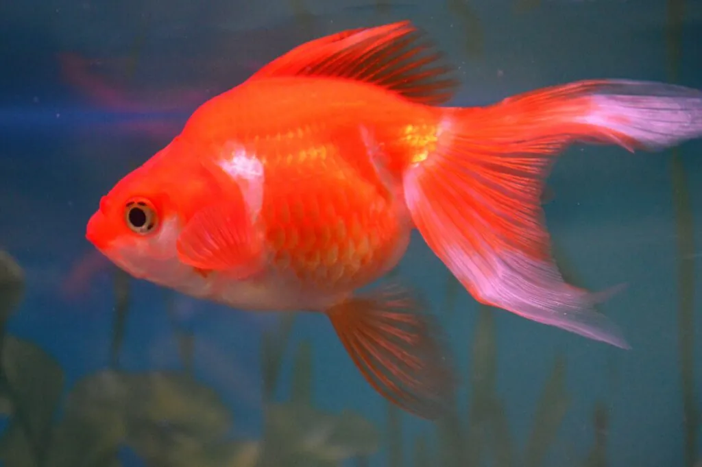 Ryukin Goldfish