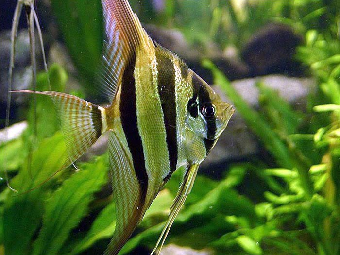 Angelfish (Pterophyllum): Complete Care Guides, Tank Mates, FAQs