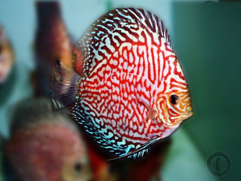 Discus (Symphysodon): Your Comprehensive Guide To Care, Tank Mates, And ...