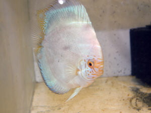 Discus (Symphysodon): Your Comprehensive Guide To Care, Tank Mates, And ...