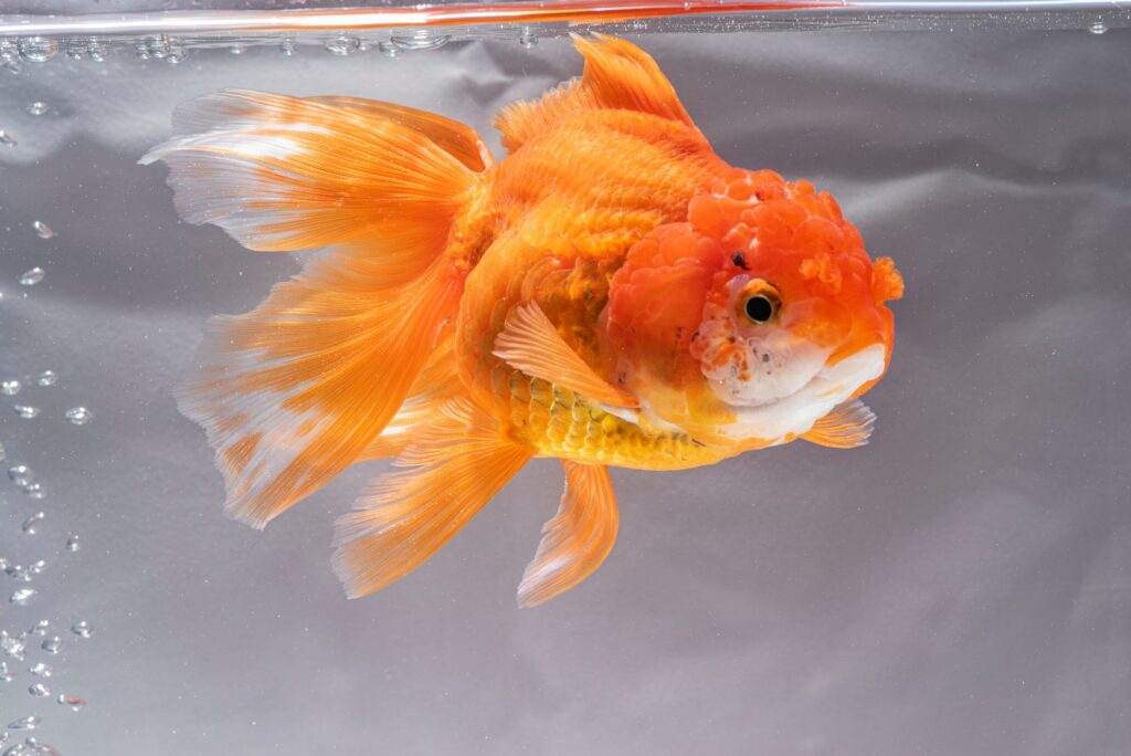 Fantail Goldfish