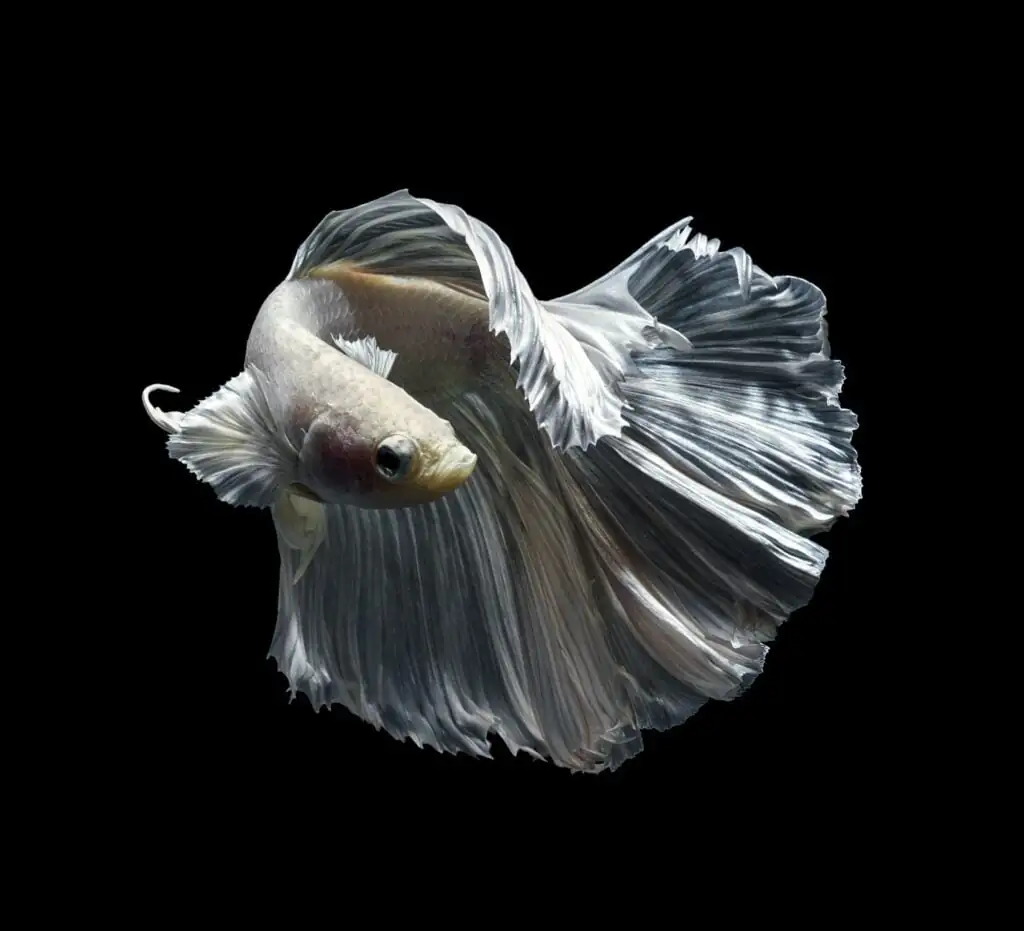 white betta fish