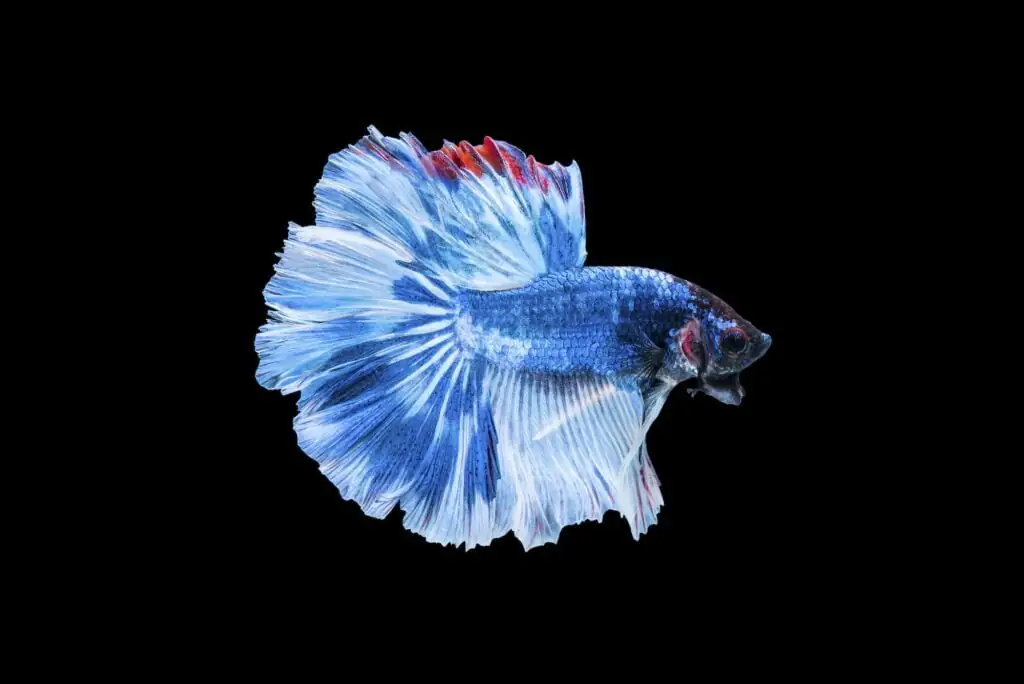 blue betta fish