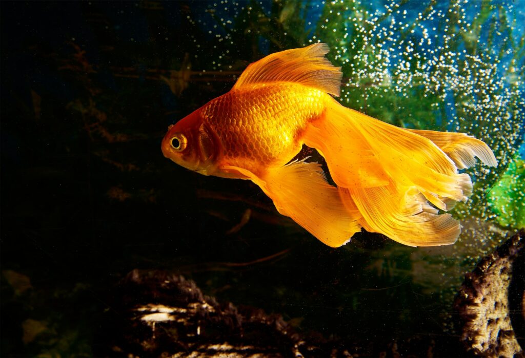 Commet Goldfish