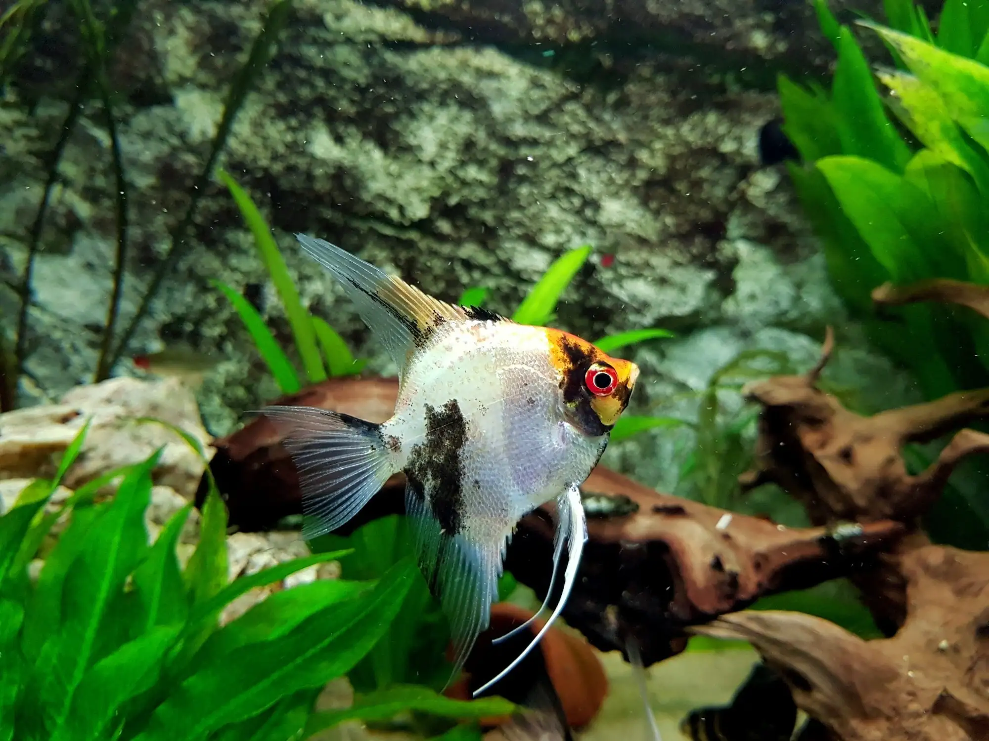 Angelfish (Pterophyllum): Complete Care Guides, Tank Mates, FAQs