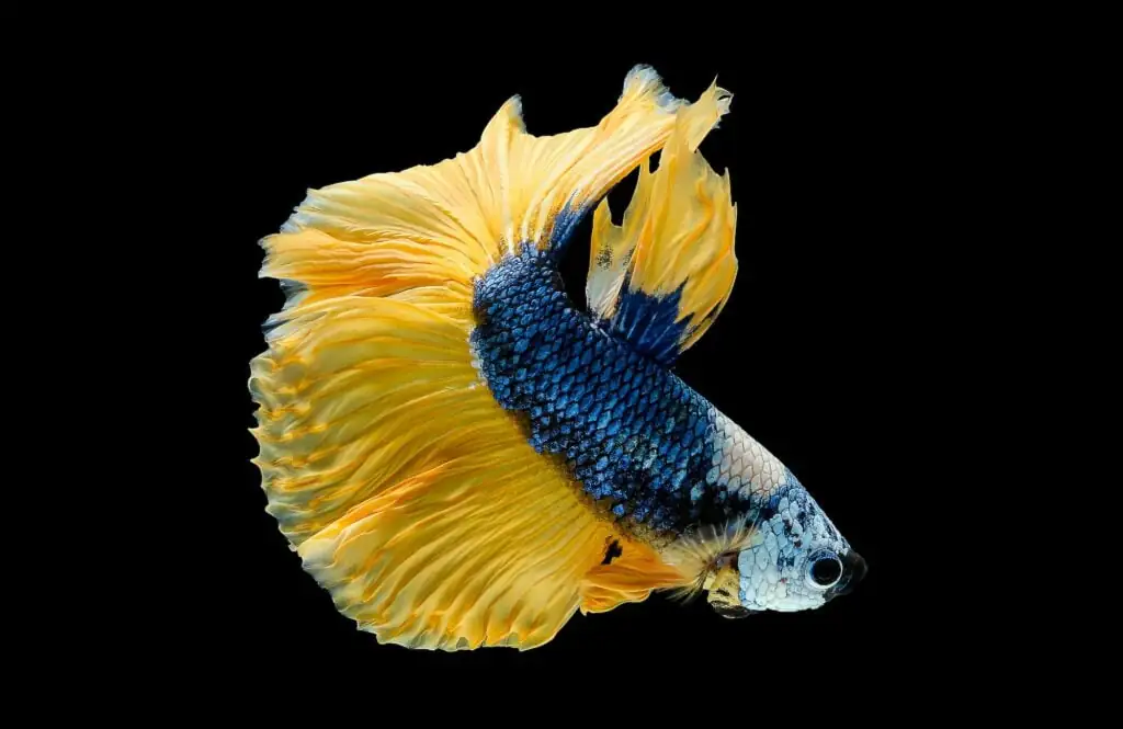 Betta Fish (Betta splendens): Comprehensive Guide, Care Tips, and FAQs