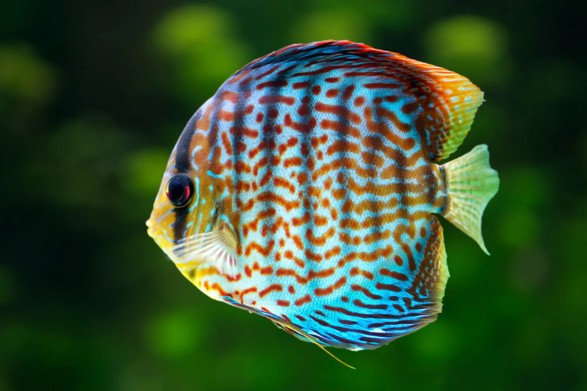 Discus (Symphysodon): Your Comprehensive Guide to Care, Tank Mates, and FAQs