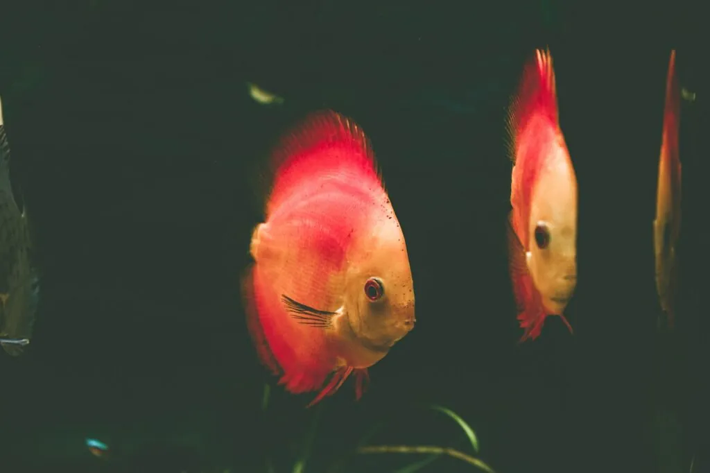 Exotic fish Symphysodon discus, in an aquarium