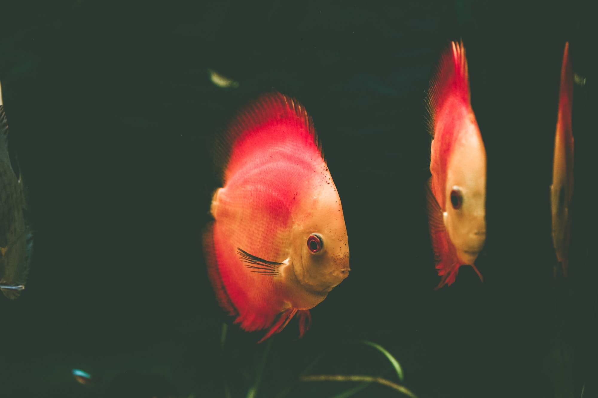 Discus (Symphysodon): Your Comprehensive Guide To Care, Tank Mates, And ...