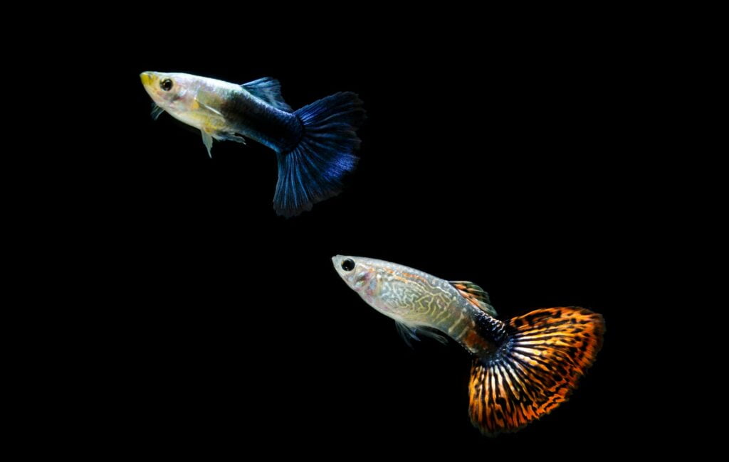 Guppy Fish (Poecilia reticulata): Comprehensive Guide, How to Care, and FAQs