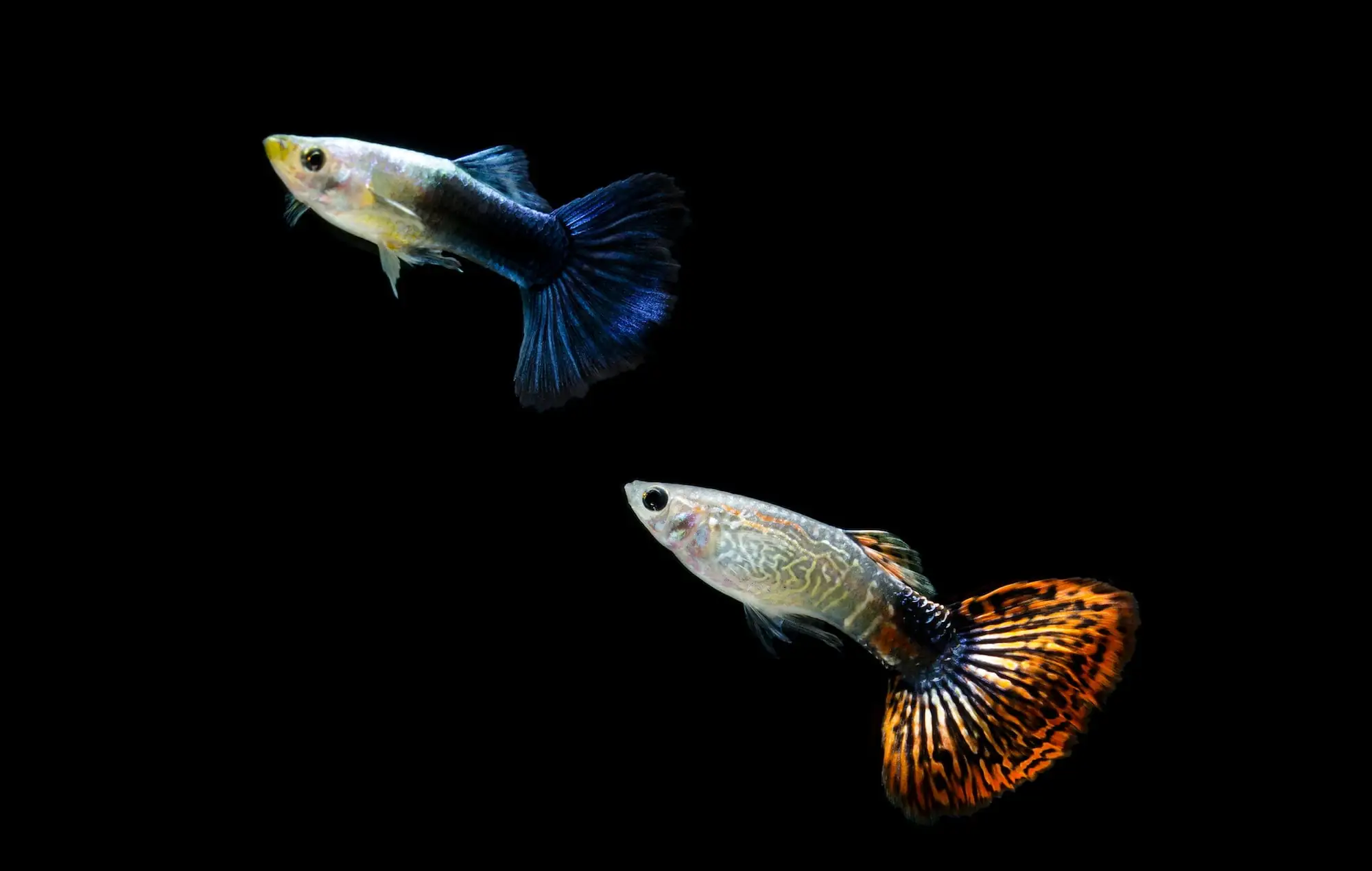 Guppy Fish (Poecilia reticulata): Comprehensive Guide, How to Care, and FAQs