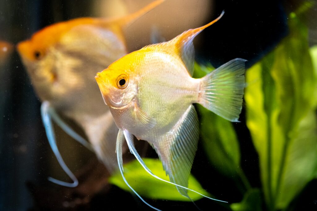 Gold Pterophyllum Scalare in aqarium water, yellow angelfish.