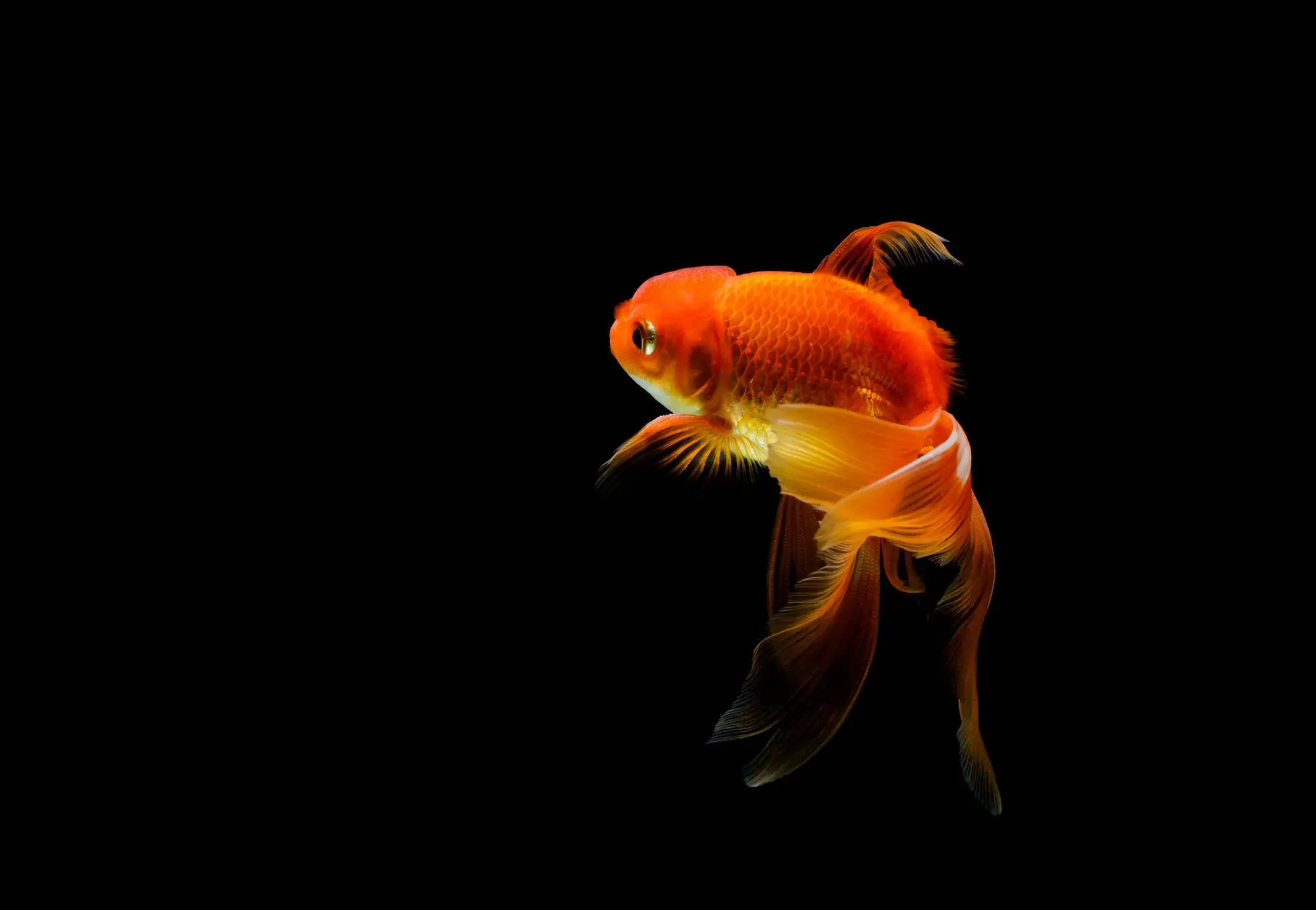 Goldfish (Carassius auratus): Comprehensive Guide on Care, Information, and Frequently Asked Questions