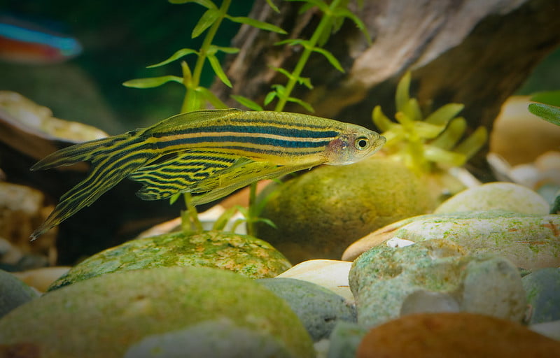 Zebra Danios (Danio rerio): Comprehensive Care Guides, Tank Mates, FAQs