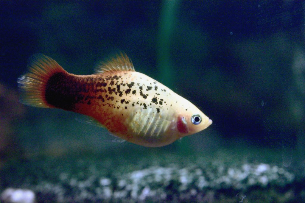 Platty Fish (Xiphophorus): Complete Care Guides, Tank Mates, FAQs