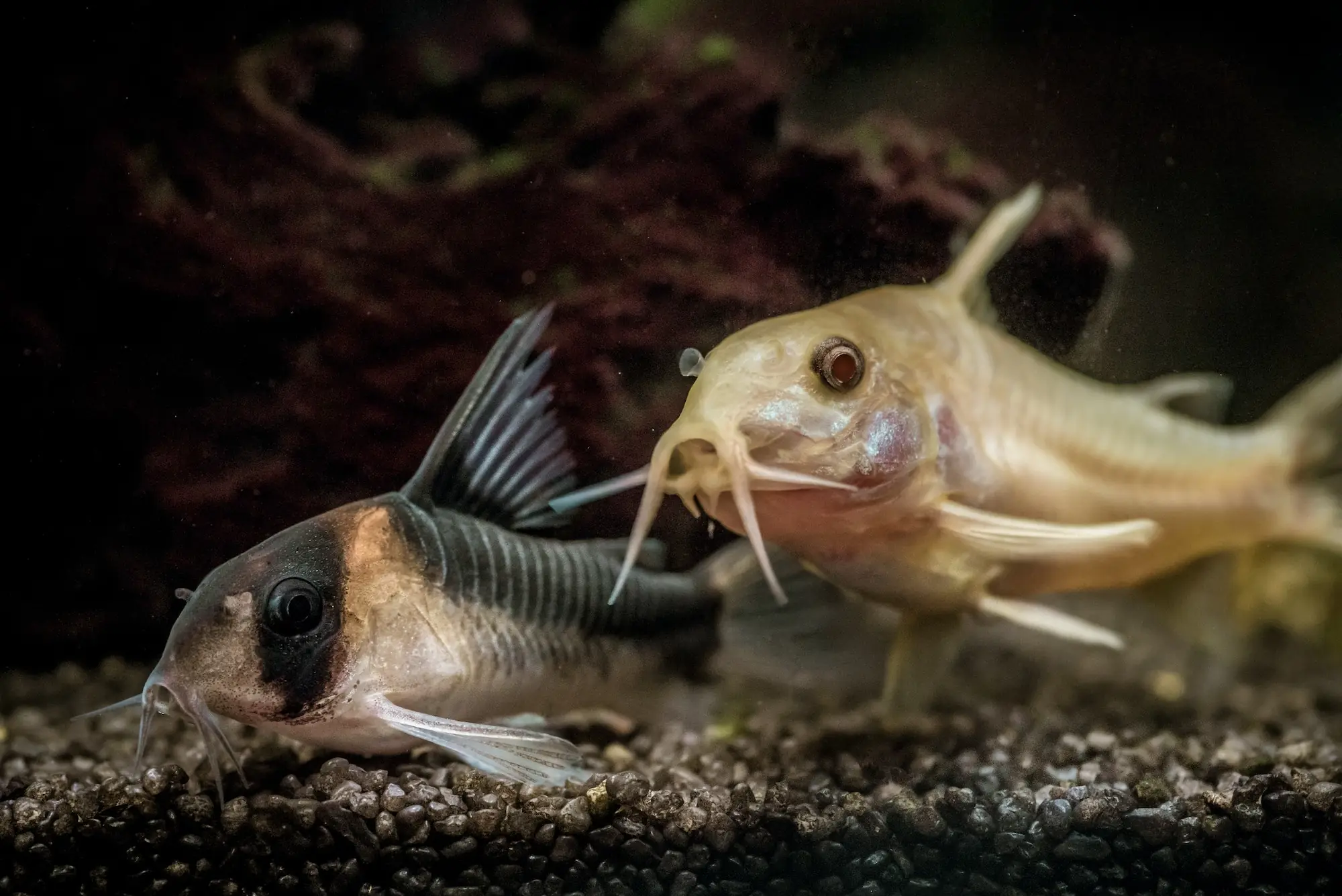 Corydoras Catfish (Corydoras): Complete Care Guides, Tank Mates, FAQs