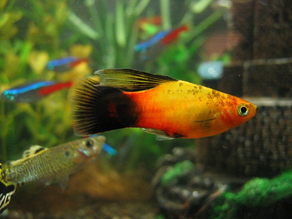 Platty Fish (Xiphophorus): Complete Care Guides, Tank Mates, FAQs