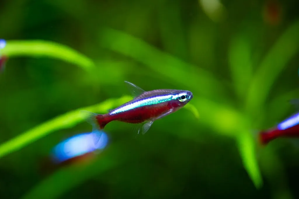 Neon Tetras (Paracheirodon innesi): Complete Care Guides, Tank Mates, and FAQs