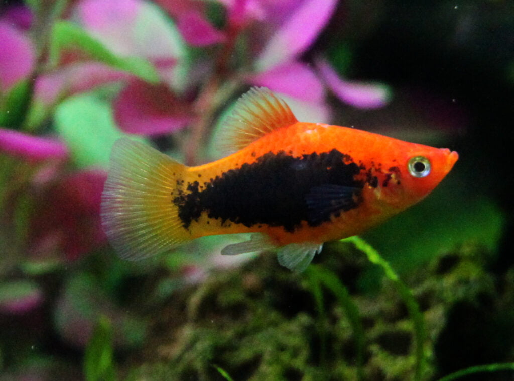 Platty Fish (Xiphophorus): Complete Care Guides, Tank Mates, FAQs