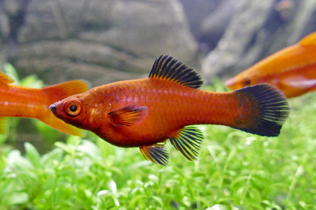 Platy Fish (Xiphophorus): Complete Info, Care Guides, FAQs