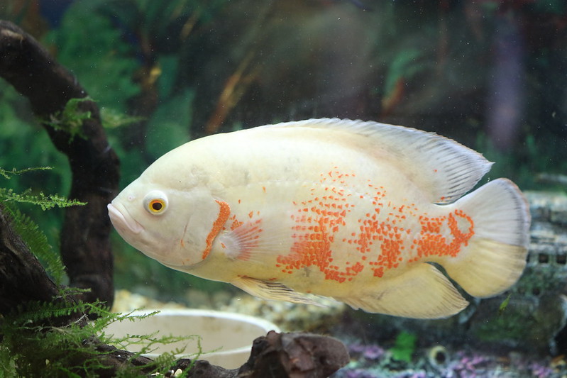 Oscar Fish (Astronotus ocellatus): Comprehensive Care Guides, Ideal Tank Mates, and FAQs