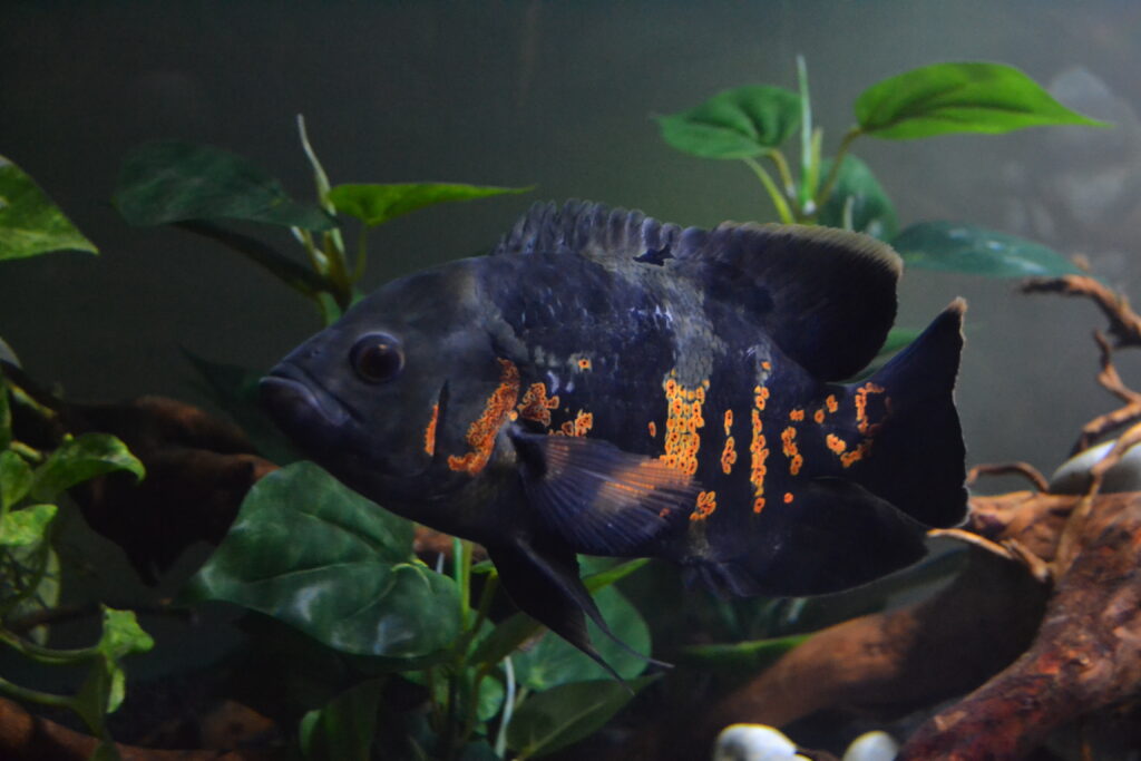 Oscar Fish (Astronotus ocellatus): Comprehensive Care Guides, Ideal Tank Mates, and FAQs