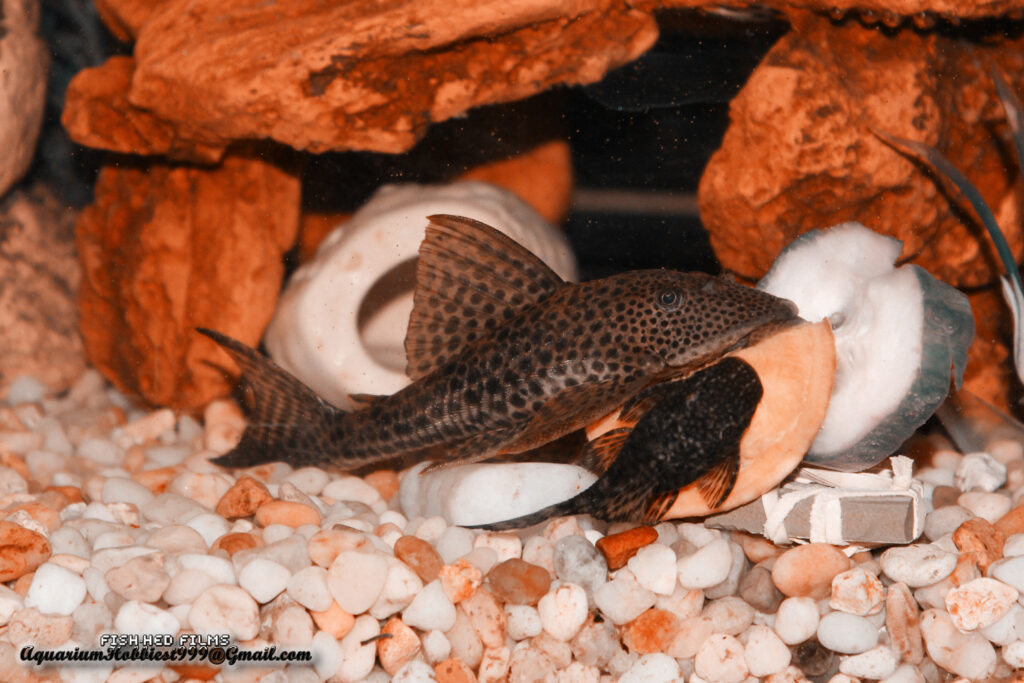 Bristlenose Plecos (Ancistrus): Complete Care Guides, Tank Mates, FAQs