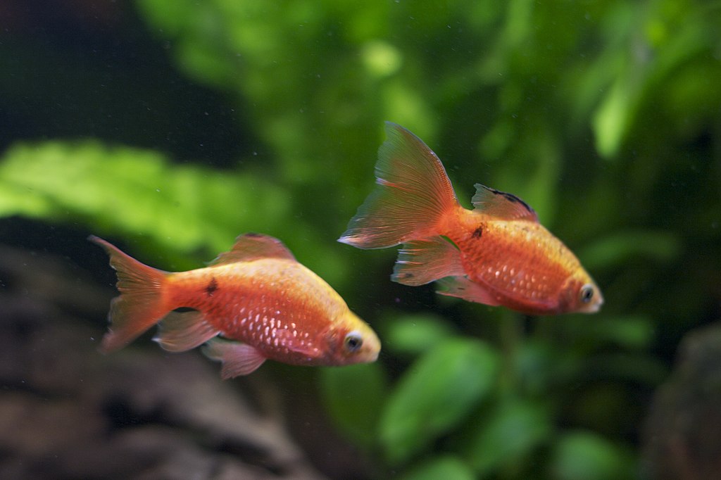 Rosy Barbs (Pethia conchonius): Complete Care Guides, Tank Mates, FAQs