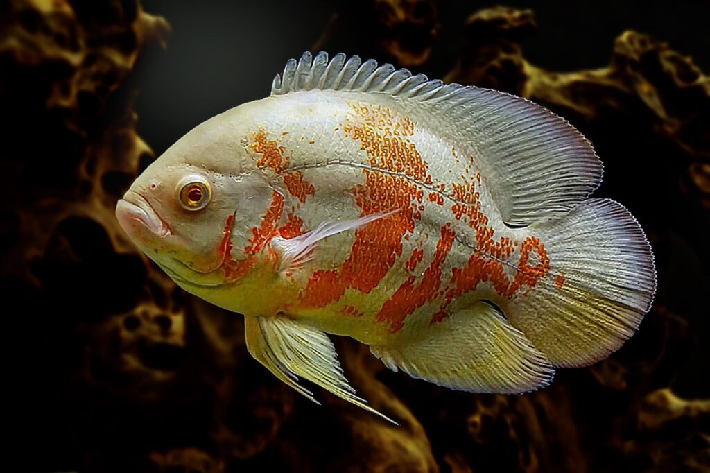 Oscar Fish (Astronotus ocellatus): Comprehensive Care Guides, Ideal Tank Mates, and FAQs