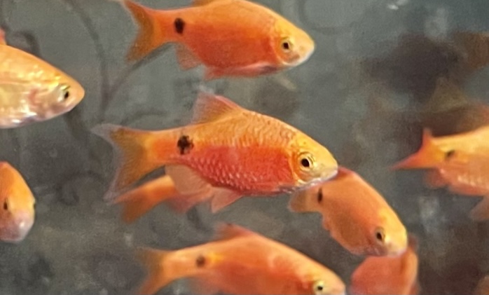 Rosy Barbs (Pethia conchonius): Complete Care Guides, Tank Mates, FAQs