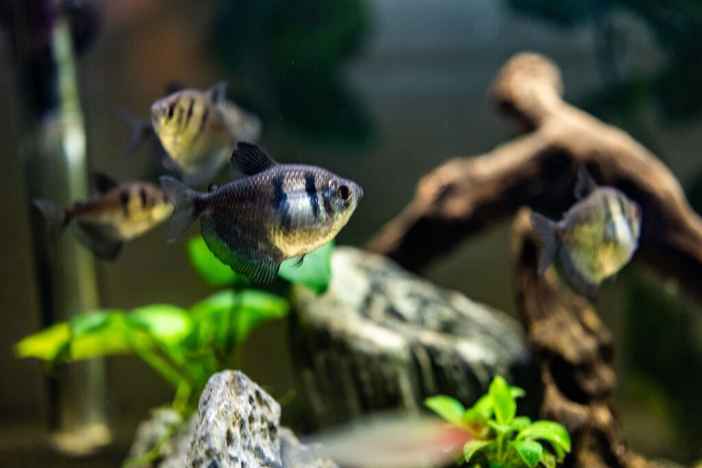 Black Skirt Tetras (Gymnocorymbus ternetzi): Comprehensive Care Guides, Tank Mates, FAQs