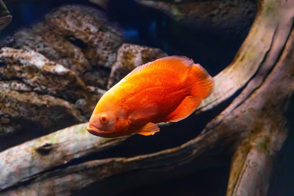 Bright Orange Oscar Fish, Astronotus Ocellatus Swimming In Aquarium