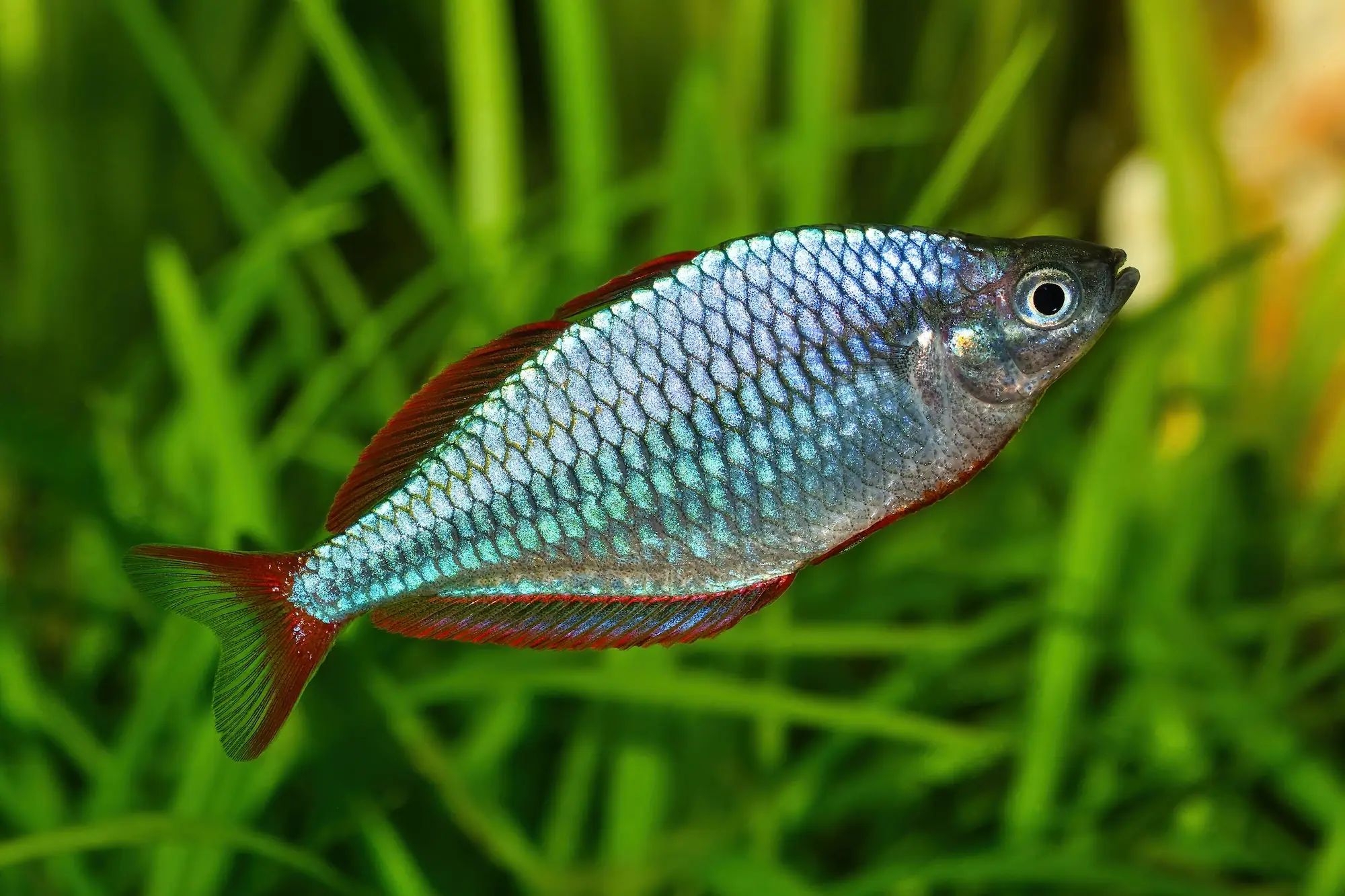 Rainbowfish (Melanotaeniidae): Comprehensive Care Guides, Ideal Tank Mates, and FAQs