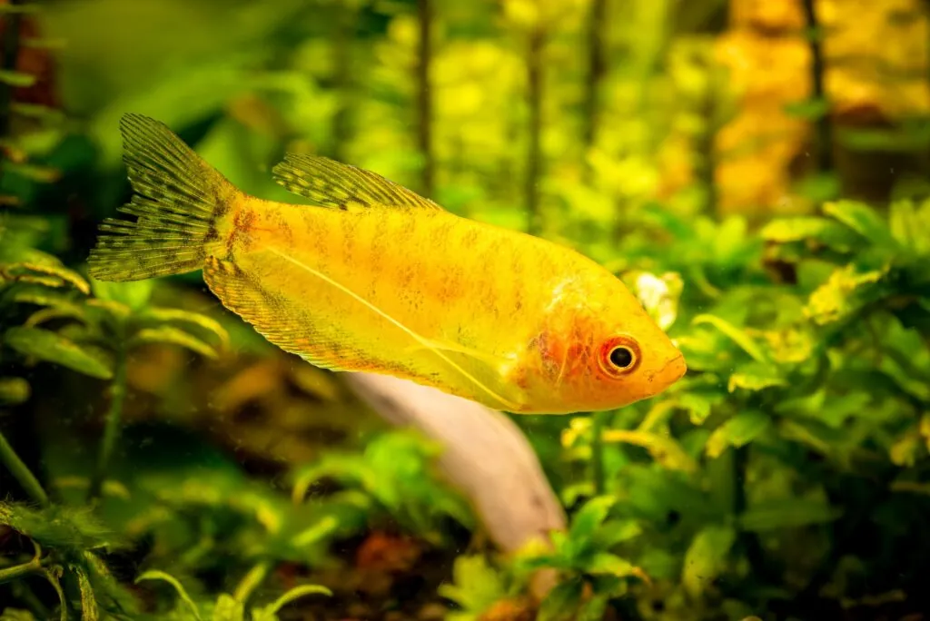 Gold Gourami Trichogaster trichopterus . Fish tank concept