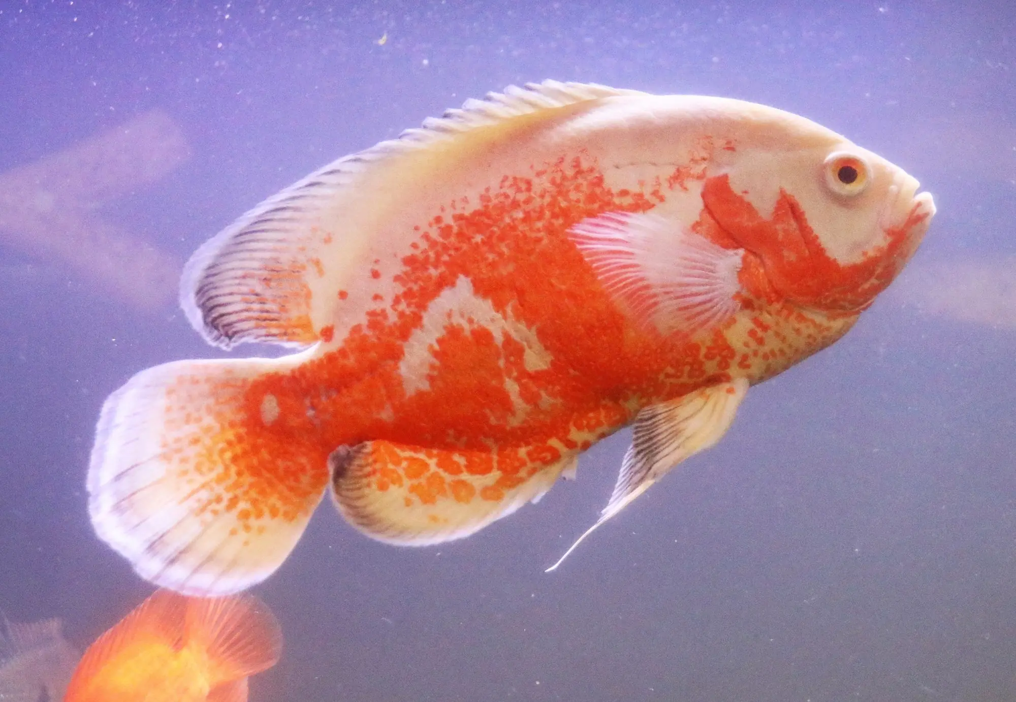 Oscar Fish (Astronotus ocellatus): Comprehensive Care Guides, Ideal Tank Mates, and FAQs