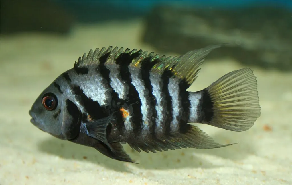 Convict Cichlids (Amatitlania nigrofasciata): Complete Care Guides, Tank Mates, FAQs