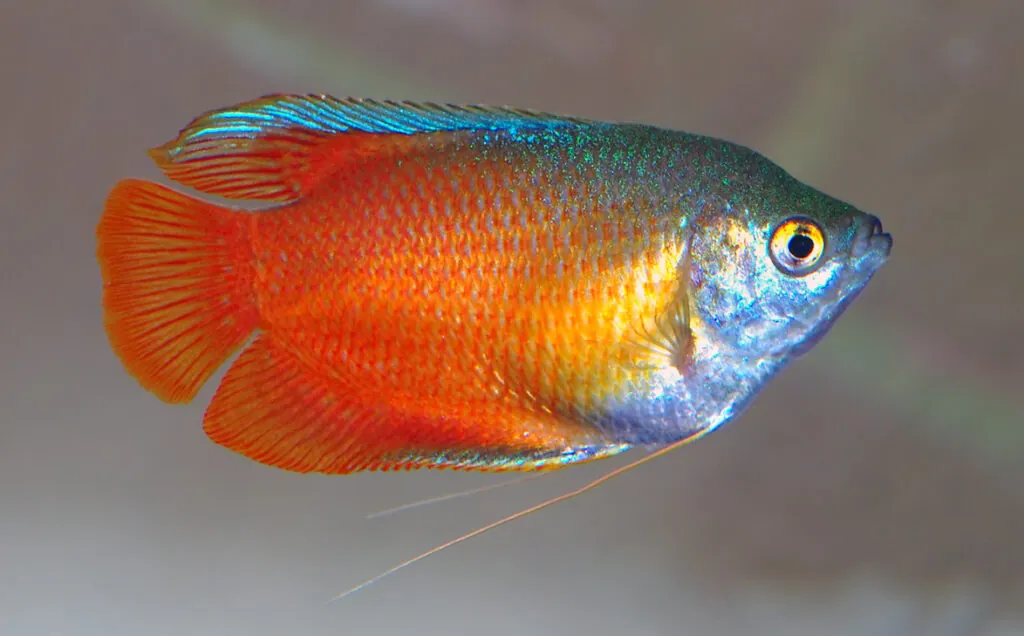 Dwarf Gourami (Trichogaster lalius): Comprehensive Care Guides, Tank Mates, and FAQs